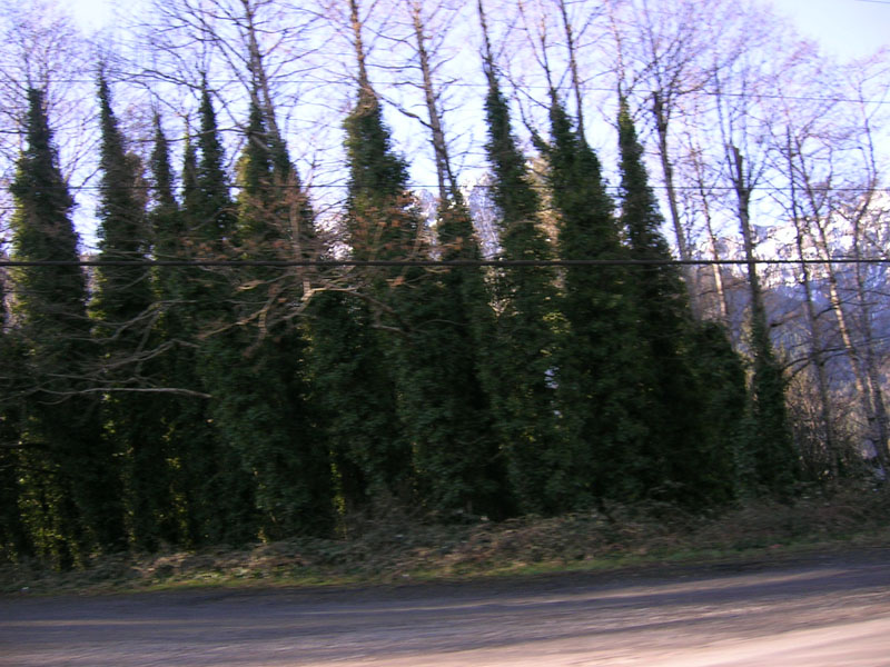 DSCN1600